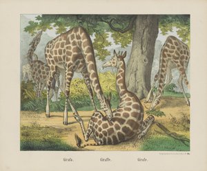 Żyrafa. / Żyrafa. / Żyrafa (tytuł na obiekcie) autorstwa firma Joseph Scholz