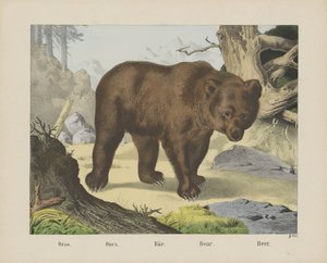 Lub tak. / Nasz. / Bar. / Niedźwiedź. / Piwo (tytuł na obiekcie) autorstwa firma Joseph Scholz