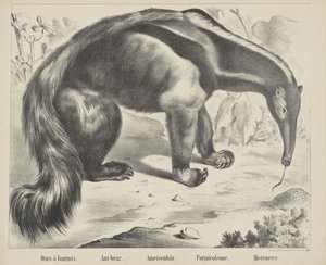 Nasze à antmis. / Mrówka-niedźwiedź. / Mrówka niedźwiedź. / Formikoleon. / Zjadacz morza (tytuł na obiekcie)