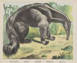 Nasze à antmis. / Mrówka-niedźwiedź. / Mrówka niedźwiedź. / Formikoleon. / Zjadacz morza (tytuł na obiekcie)