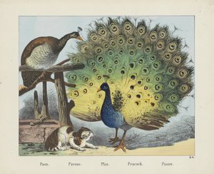 Paona. /Pawona. /Pfau. / Paw. / Paauw (tytuł na obiekcie)