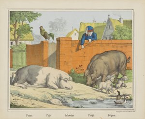 Wieprzowiny / Świnie / Schweine / Porgi. / Knury (tytuł na obiekcie)