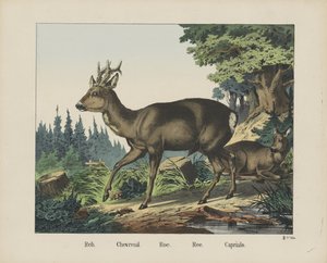 Reh. / Chevreuil. / Ikra. /Ree. / Capriulo (tytuł na obiekcie) autorstwa firma Joseph Scholz