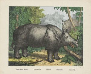 Rhinocereros indicus. / Rinoceronte. / Nashorn. / Nosorożec. / Neushoren (tytuł na obiekcie) autorstwa firma Joseph Scholz