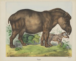 Tapir (tytuł na obiekcie) autorstwa firma Joseph Scholz