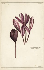 Krokus jesienny, szafran łąkowy lub nagie panie, Colchicum autumnale, Linn