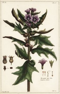 Czarny lulek, jusquiame noire, Hyoscyamus niger Linn