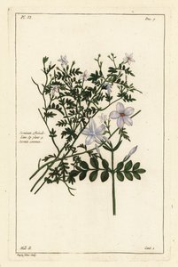 Jaśmin zwyczajny, Jasminum officinale, Linn