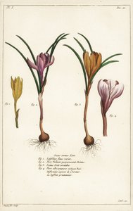 Różne gatunki krokusów wiosennych, Crocus vernus, Linn