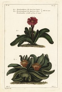 Roślina Elkhorn, Rhombophyllum dolabriforme (nagietek figowy topornolistny, Mesembryanthemum dolabriforme) autorstwa the Younger Dupin