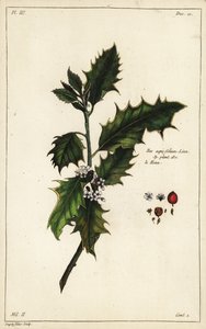 Ostrokrzew europejski, Ilex aquifolium, Linn