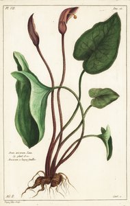 Kaptur brata lub mewa autorstwa the Younger Dupin