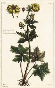 Globeflower, Trollius europaeus, Linn autorstwa the Younger Dupin