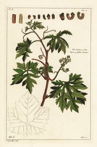 Liście i pączkujące winogrona na winorośli, Vitis vinifera autorstwa the Younger Dupin