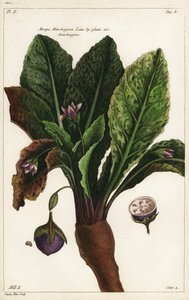 Mandragora, Mandragora autorstwa the Younger Dupin