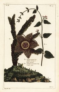 Rozgwiazda, Orbea variegata 1 i jaskółka biała, Vincetoxicum hirundinaria 2 autorstwa the Younger Dupin