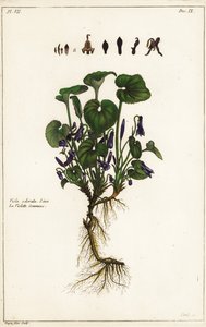 Słodki fiołek, Viola odorata