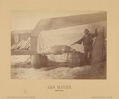 Jan Mayen, Bartrobbe autorstwa (Linienschiffs Lieutenant) Richard Basso