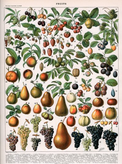 Ilustracja odmian owoców, c.1905-10 (kolor lito) autorstwa (after) Alillot