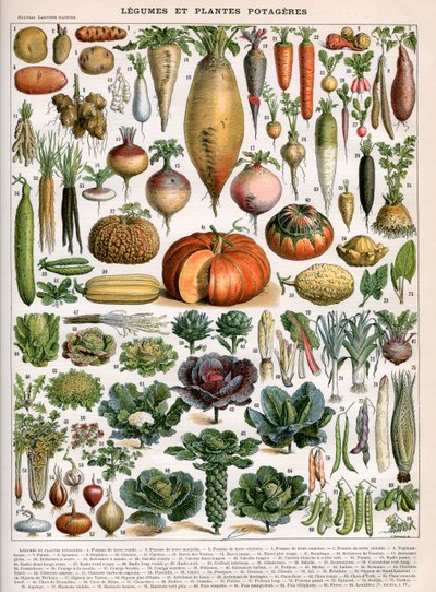 Ilustracja odmian warzyw, ok. 1905-10 (litografia barwna) autorstwa (after) Alillot