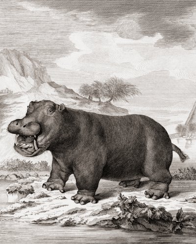 Hipopotam (Hippopotamus amphibius) autorstwa (after) Dutch School