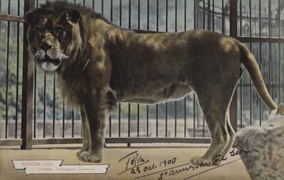 Lew afrykański, londyńskie ogrody zoologiczne (zdjęcie kolorowe) autorstwa (after) English photographer
