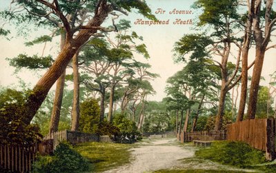 Fir Avenue, Hampstead Heath (kolorowe zdjęcie) autorstwa (after) English photographer