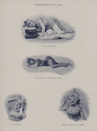 Konkurs kotów (zdjęcie czarno-białe) autorstwa (after) French Photographer