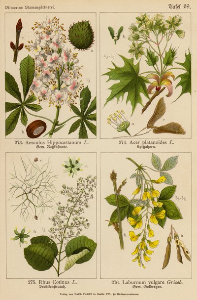 Aesculus Hippocastanum, Acer Platanoides, Rhus Cotinus, Laburnum Vulgare (kolor lito) autorstwa (after) German School