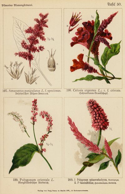 Amarantus Paniculatus, Celosia Argentea, Polygonum Orientale, Polygonum Sphaerostachyum, Polygonum Vacciniifolium (kolorowa litografia) autorstwa (after) German School