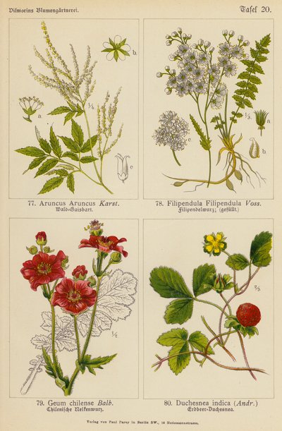 Aruncus Aruncus, Filipendula Filipendula, Geum Chilense, Duchesnea Indica (kolor lito) autorstwa (after) German School