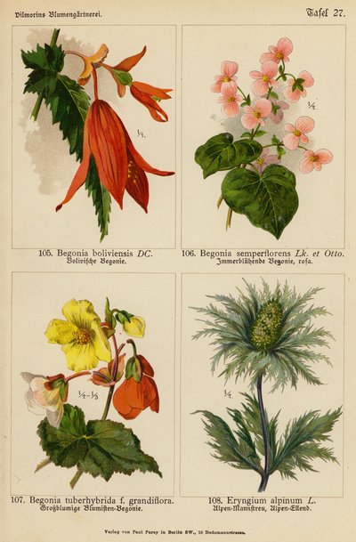 Begonia Boliviensis, Begonia Semperflorens, Begonia Tuberhybrida, Eryngium Alpinum (kolor lito) autorstwa (after) German School