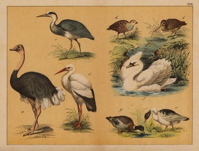 Ptaki (litografia kolorowa) autorstwa (after) German School