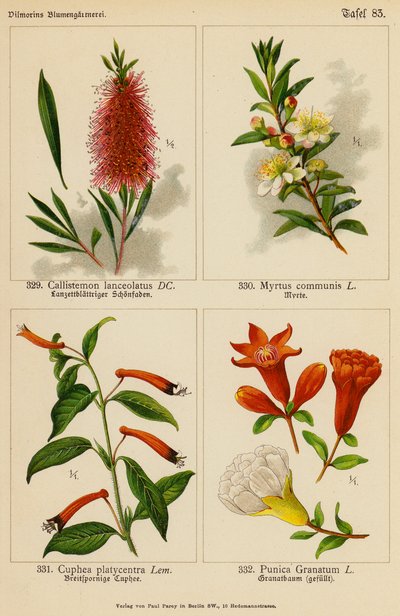 Callistemon Lanceolatus, Myrtus Communis, Cuphea Platycentra, Punica Granatum (kolor lito) autorstwa (after) German School