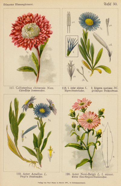 Callistephus Chinensis, Aster Alpinus, Erigeron Speciosus, Aster Amellus, Aster Novi-Belgii (kolorowa litografia) autorstwa (after) German School