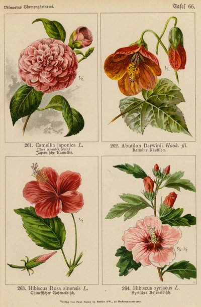 Camellia Japonica, Abutilon Darwinii, Hibiscus Rosa Sinensis, Hibiscus Syriacus (kolorowa litografia) autorstwa (after) German School