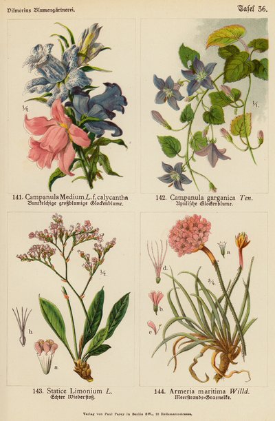 Campanula Medium, Campanula Garganica, Statice Limonium, Armeria Maritima (kolor lito) autorstwa (after) German School