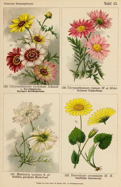 Chrysanthemum Carinatum, Chrysanthemum Roseum, Matricaria Inodora, Doronicum Caucasicum (kolor lito) autorstwa (after) German School