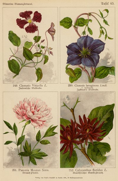 Clematis Viticella, Clematis Lanuginosa, Paeonia Moutan Sims, Calycanthus Floridus (kolorowa litografia) autorstwa (after) German School
