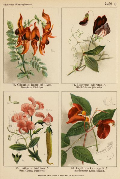 Clianthus Dampieri, Lathyrus Odoratus, Lathyrus Latifolius, Erythrina Crista-galli (kolorowa litografia) autorstwa (after) German School