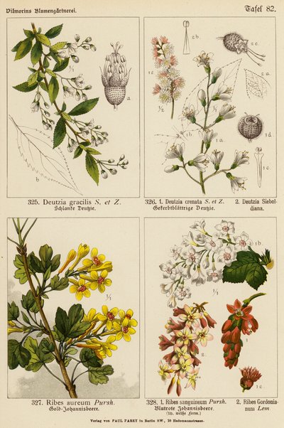 Deutzia Gracilis, Deutzia Crenata, Deutzia Sieboldiana, Ribes Aureum, Ribes Sanguineum, Ribes Gordonianum (kolorowa litografia) autorstwa (after) German School