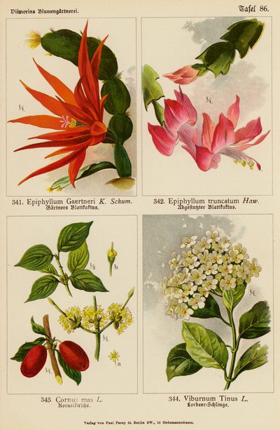 Epiphyllum Gaertneri, Epiphyllum Truncatum, Cornus Mas, Viburnum Tinus (kolorowa litografia) autorstwa (after) German School