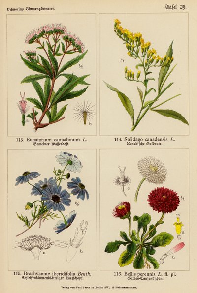 Eupatorium Cannabinum, Solidago Canadensis, Brachycome Iberidifolia, Bellis Perennis (kolor lito) autorstwa (after) German School