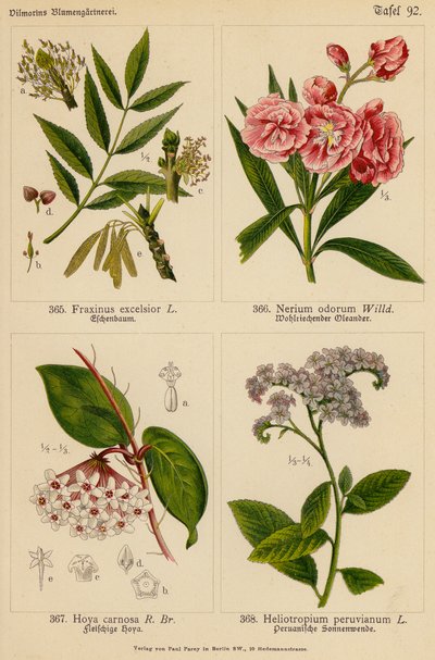 Fraxinus Excelsior, Nerium Odorum, Hoya Carnosa, Heliotropium Peruvianum (kolor lito) autorstwa (after) German School
