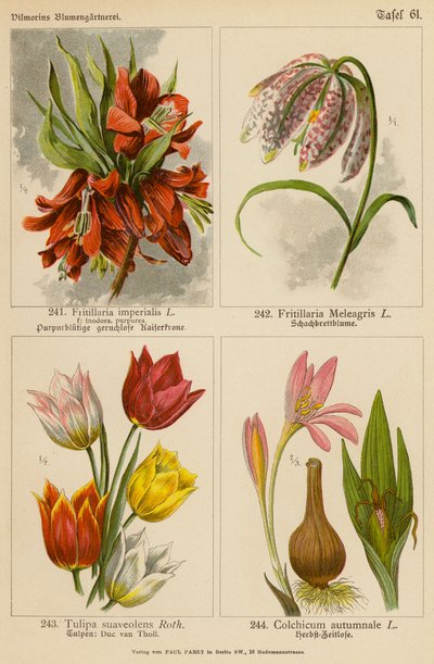 Fritillaria Imperialis, Fritillaria Meleagris, Tulipa Suaveolens, Colchicum Autumnale (kolorowa litografia) autorstwa (after) German School