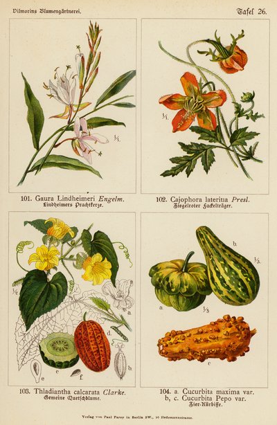 Gaura Lindheimeri, Cajophora Lateritia, Thladiantha Calcarata, Cucurbita Maxima, Cucurbita Pepo (kolorowa litografia) autorstwa (after) German School