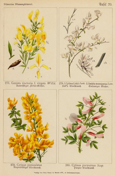 Genista Tinctoria, Cytisus Linkii, Genista Monosperma, Cytisus Paniculatus, Cytisus Purpureus (kolorowa litografia) autorstwa (after) German School