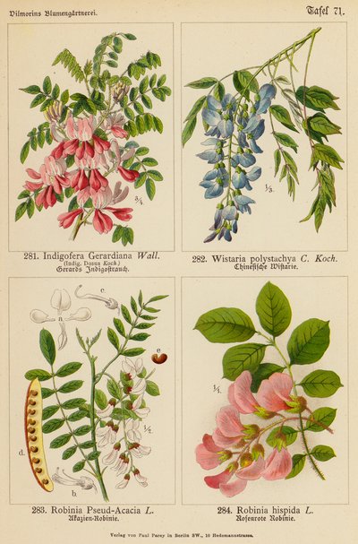 Indigofera Gerardiana, Wistaria Polystachya, Robinia Pseud-Acacia, Robinia Hispida (kolor lito) autorstwa (after) German School