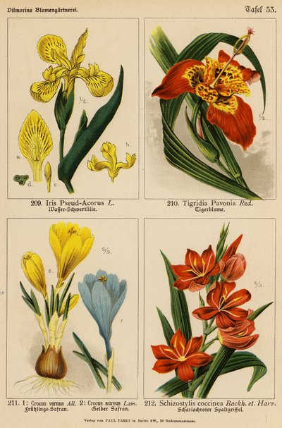 Iris Pseud-Acorus, Tigridia Pavonia, Crocus Vernus, Crocus Aureus, Schizostylis Coccinea (kolor lito) autorstwa (after) German School