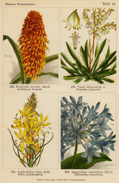 Kniphofia Aloodes, Yucca Filamentosa, Asphodeline Lutea, Agapanthus Umbellatus (kolorowa litografia) autorstwa (after) German School